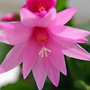 Christamas Cactus Pink