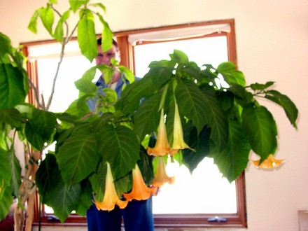 Yellow Angel's Trumpet