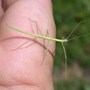 Walking_stick_babygreen_hand_7-31-05_exc_800