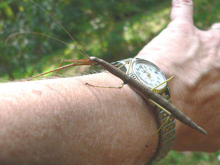 Giant Walkingstick