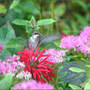 Hummer_beebalm_headon_2_9-07-06_exc_med