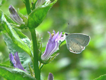 Summer Azure 