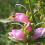 Turtlehead_w_honeybee_9-07-06_med