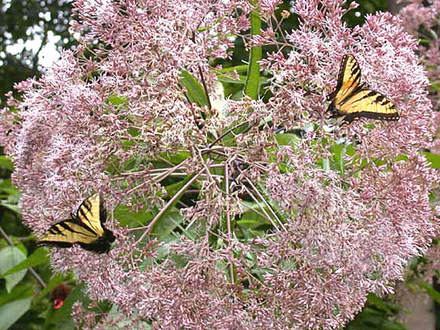 Joe-pye Flowerhead with Tiger Swallowtails (Eupatorium maculatum)