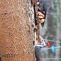 Pair of Pileated Woodpeckers