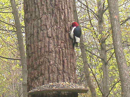 Red-headed Woodpecker
