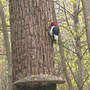 Red-headed Woodpecker