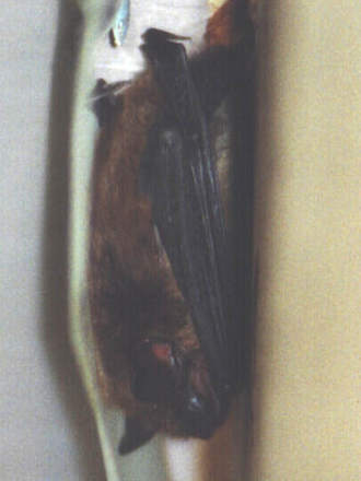 Little Brown Bat