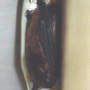 Little Brown Bat