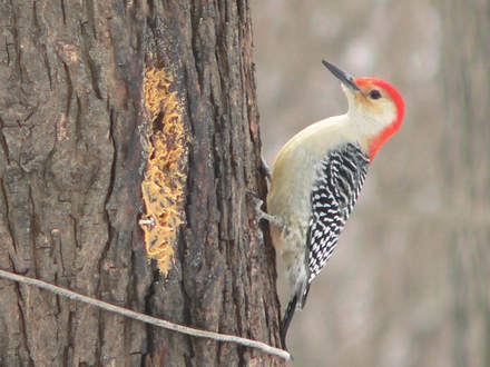 Red-bellied Woodpecker, Male