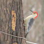 Red-bellied Woodpecker, Male