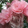 Garden_jun_07_005
