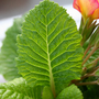 Primula Leaf
