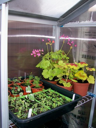 Cuttings and Seedlings - coming on nicely