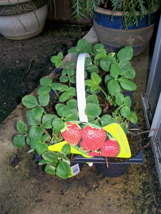 New Strawberry Plants