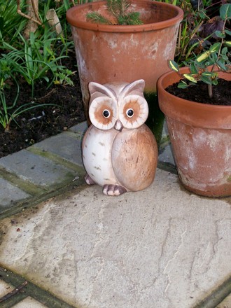Brookes Little Owl