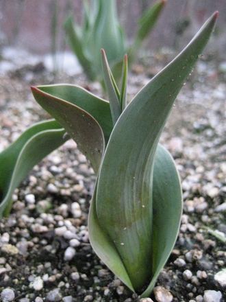 baby tulip (Tulipa gesneriana)
