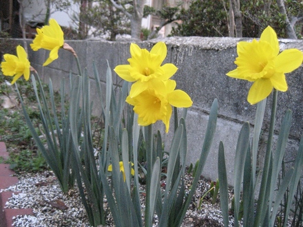 Narcissus