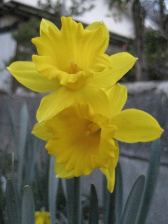 Narcissus