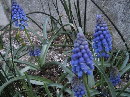 Grape hyacinth (Muscari) (Muscari armeniacum (Grape hyacinth))