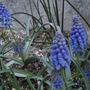 Muscari armeniacum (Grape hyacinth)