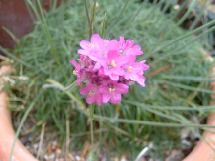A garden flower photo