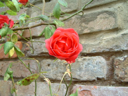 Rambling Rose