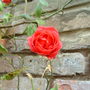 Rambling Rose