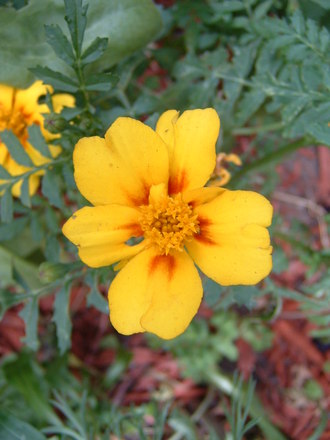 Marigold