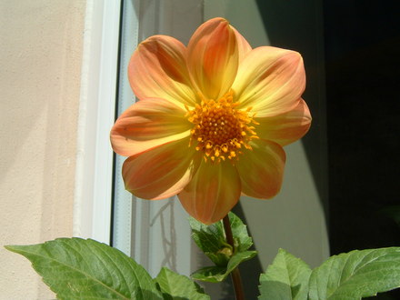 A garden flower photo