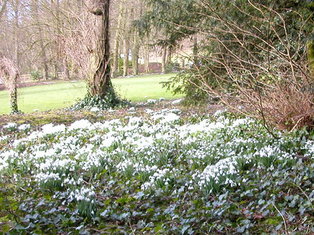 snowdrops at Hopton Hall