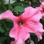 Garden_jun_07_012