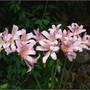 Naked Ladies All In A Row (Lycoris squamigera (Magic Lily))