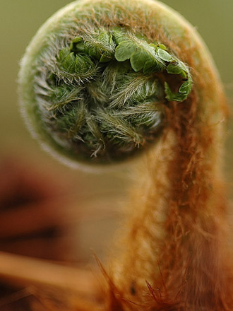 tree fern frong (Dicksonia antarctica (Soft tree fern))