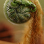 tree fern frong (Dicksonia antarctica (Soft tree fern))