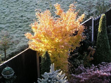 Sunrise on Acer Senkaki