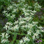 Snow-on-the-mountain_bunches_8-07-06_exc_med