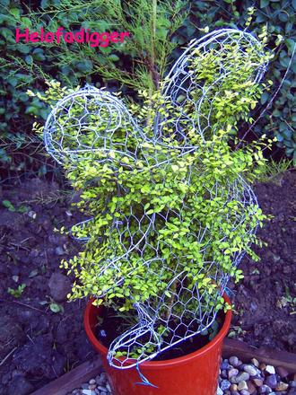 My crazy squirrel (Buxus sempervirens (Common box))
