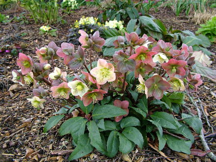 Helleborus x ericsmithii 'HGS Silver Moon'