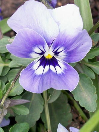 Viola 'Joker' (Viola)