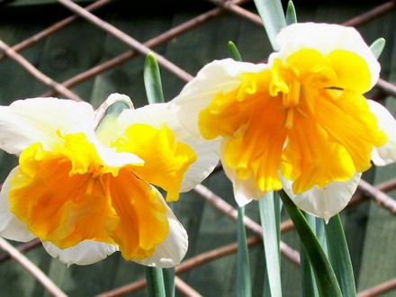 Daffodil 'Apricot Whirl' (narcissus 'apricot whirl')
