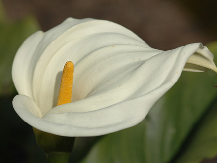 Arum lily (Zantedeschia aethiopica (Arum lily))