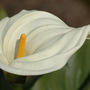Arum_lily_small