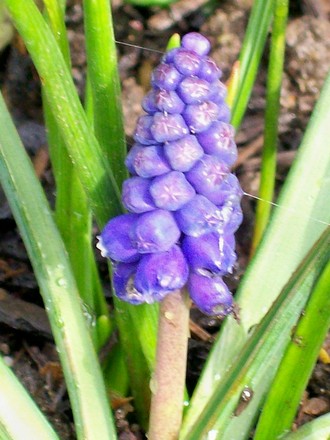 Muscari (Muscari armeniacum)