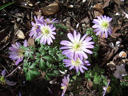 Anemone_blanda_-_pink.jpg (Anemone blanda)
