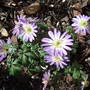 Anemone_blanda_-_pink