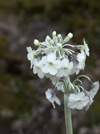 Primula chionantha