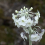 Primula_chionantha_close-up