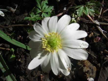 Anemone_blanda_-_white.jpg (Anemone blanda)