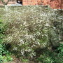 Spiraea 'Arguta'